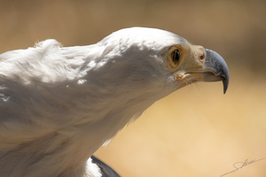 1094 - African fish eagle