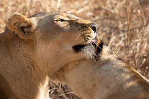 1095 - Lions love 