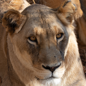 1096 - Lions portrait