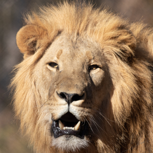 1098 - Lion portrait