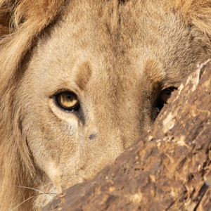 1099 - Lions portrait