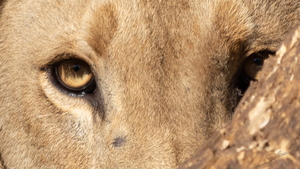 1100 - Lions eyes