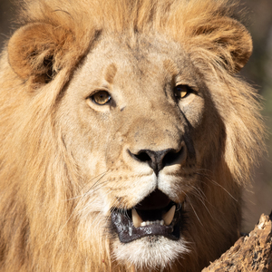 1101 - Lion portrait 