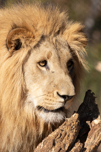 1102 - Lion portrait