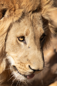 1103 - Lions portrait