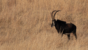 1104 - Sable antelope