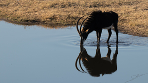 1105 - Sable antelope 