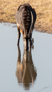 1107 - Sable antelope