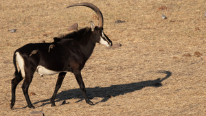 1110 - Sable antelope