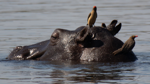 1111 - Hippopotamus