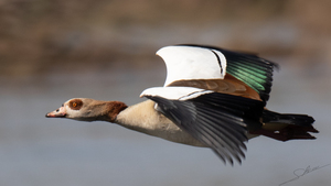 1112 - Egyptian goose