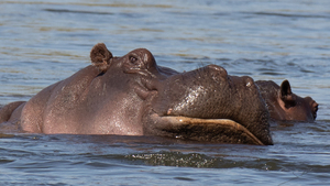 1113 - Hippopotamus