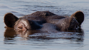 1114 - Hippopotamus 