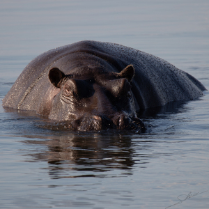 1115 - Hippopotamus 