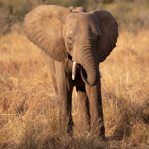 1117 - Young elephant