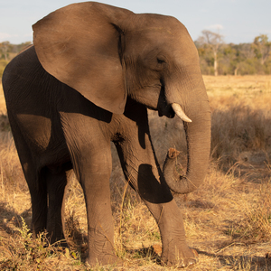 1119 - Elephant