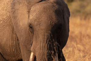1120 - Elephant portrait