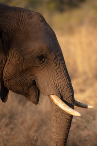 1123 - Elephant portrait 