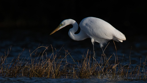 1148 - Great egret 