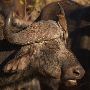 1149 - Buffalo