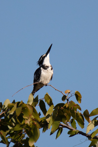 1151 - Pied Kingfisher