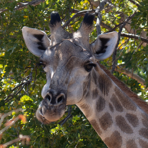 1152 - Giraffe portrait 