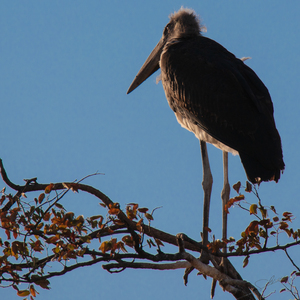 1155 - Marabou stork 