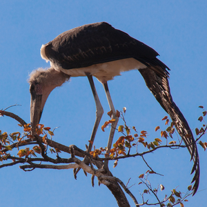 1157 - Marabou stork