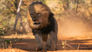 1159 - Running Lion