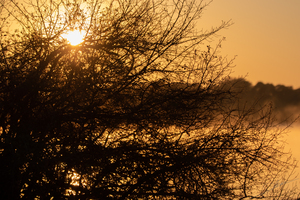 1165 - Sunrise on zambezi river