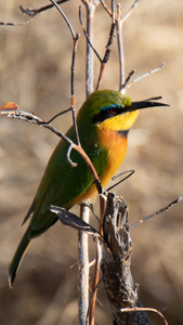 1171 - Cinnamon-chested bee-eater - Zimbabwe