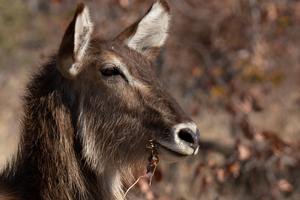 1175 - Waterbuck