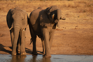 1181 - Elephants duo