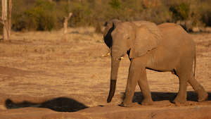 1182 - Elephant 