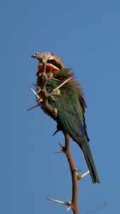1186 - Bee-eater 