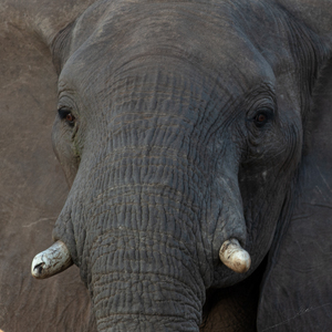 1195 - Elephant Portrait 