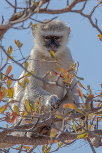 1620 - Vervet Monkey