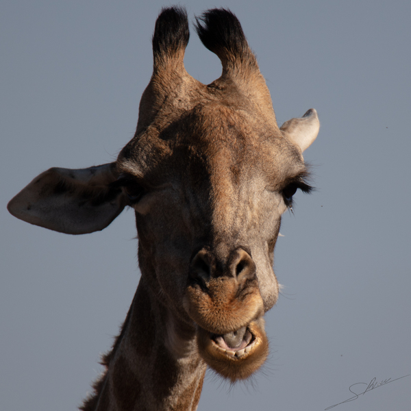 1097 - Giraffe Print
