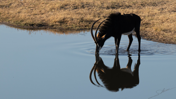 1105 - Sable antelope  by Claude Riou