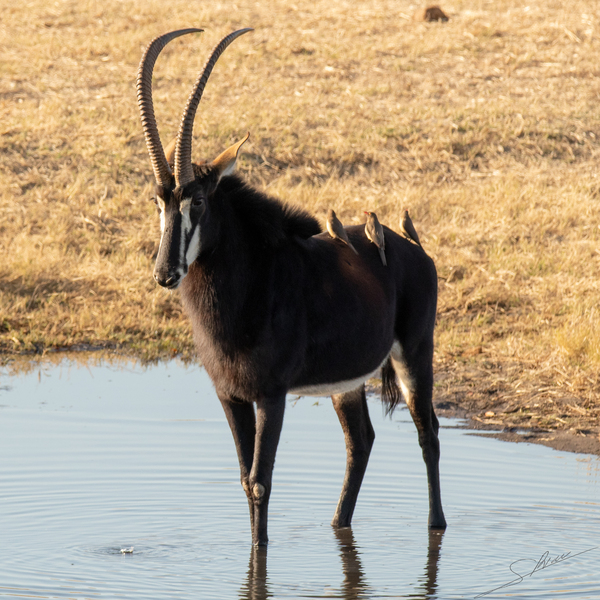 1106 - Sable antelope by Claude Riou