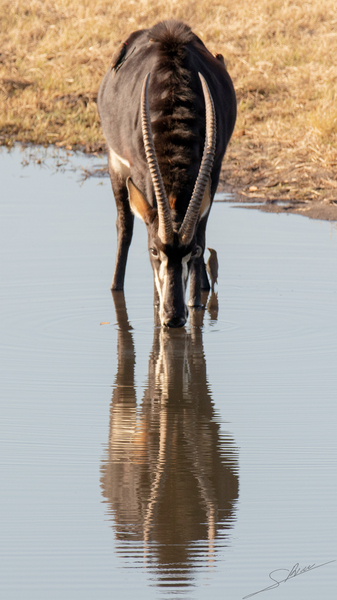 1107 - Sable antelope by Claude Riou