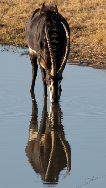 1108 - Sable antelope Print