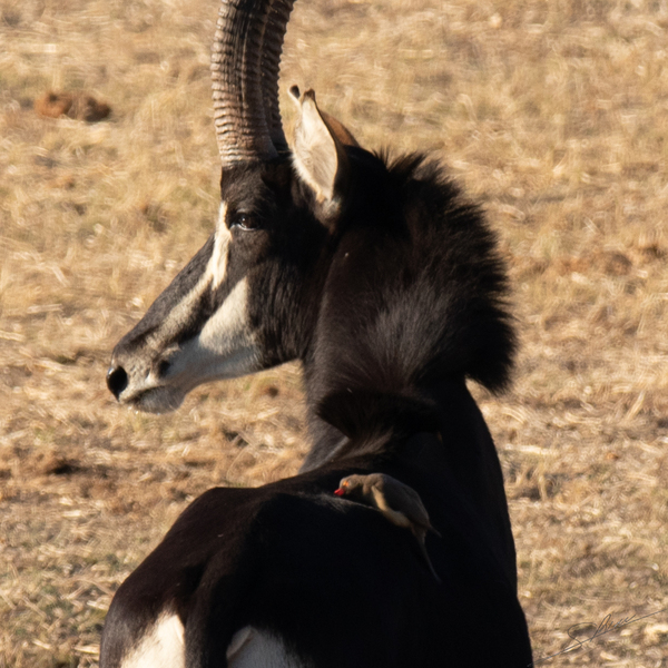 1109 - Sable antelope by Claude Riou