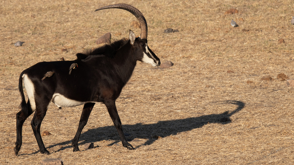 1110 - Sable antelope by Claude Riou