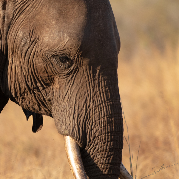 1118 - Elephants  Print
