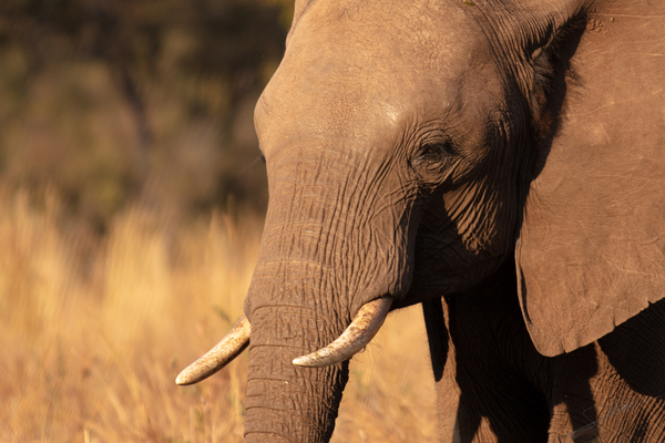 1122 - Single Elephant Print