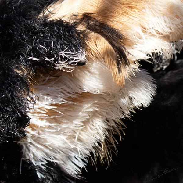 1141 - Ostrich feather by Claude Riou