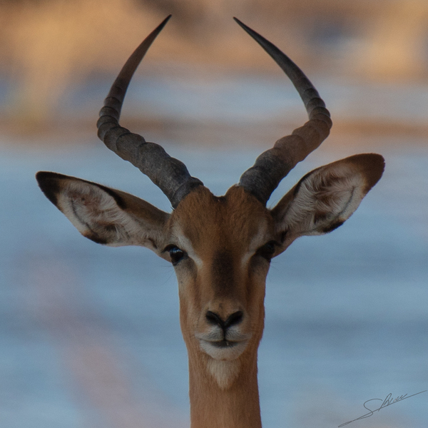 1153 - Impala Print