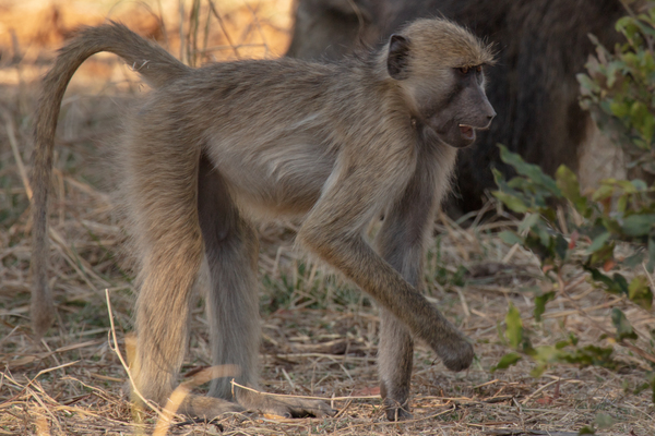 1154 - Baboon Print