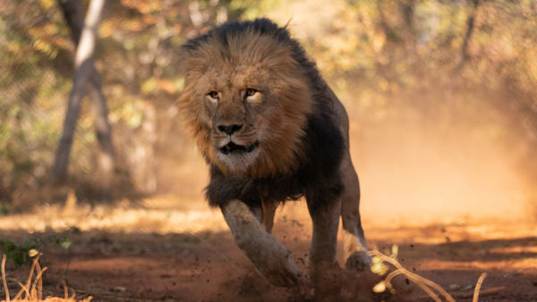 1158 - Running lion Print